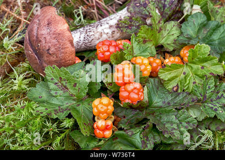 Cloudberry e rosso con testa a fungo nella foresta. La Carelia. La Russia Foto Stock