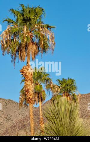 Alberi di Palma contro delle montagne del deserto e cielo blu Foto Stock