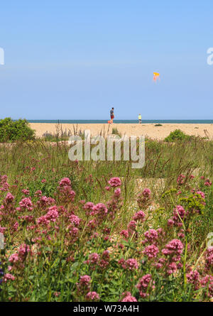 Vegetazione sul Walmer costa sul bel lungomare accanto alla trattativa, sulla costa orientale del Kent, England, Regno Unito Foto Stock