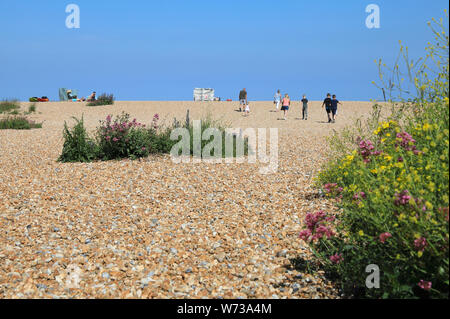 Vegetazione sul Walmer costa sul bel lungomare accanto alla trattativa, sulla costa orientale del Kent, England, Regno Unito Foto Stock