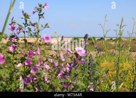 Vegetazione sul Walmer costa sul bel lungomare accanto alla trattativa, sulla costa orientale del Kent, England, Regno Unito Foto Stock