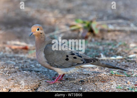 Lutto Colomba bird mantenendo un occhio vigile fuori mentre attraversano il sentiero escursionistico foraggio per il cibo. Foto Stock