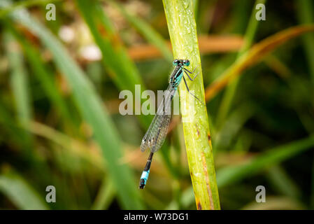 Maschio maturo damselfly dalla coda blu o comune bluetail o Ischnura elegans riposanti su un fusto verde nel Parco Nazionale di Killarney, Irlanda Foto Stock
