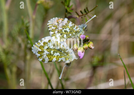 Arancio-punta farfalle (Anthocharis cardamines) Foto Stock
