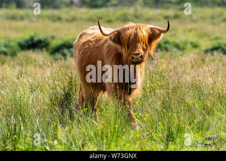 Highland bovini sulla penisola di Applecross nella parte nord-ovest della Scozia. Foto Stock