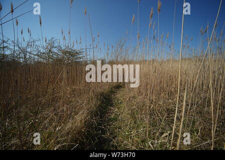 Passerella Reed, Lincolnshire Foto Stock