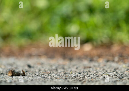 Il buff-punta (Phalera bucephala) sulla strada forestale nei pressi di Stourhead, Warminster UK Foto Stock