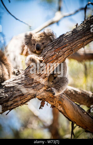 Il koala, o impreciso, koala orso - è un erbivoro arboree marsupiale nativo per l'Australia. È il solo extant rappresentante della famiglia Foto Stock