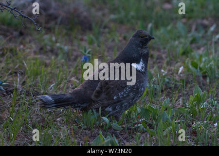 Dusky Grouse (Dendragapus obscurus) dalla contea di Gunnison, Colorado, Stati Uniti. Foto Stock