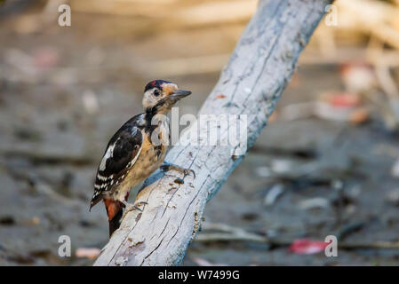 Picchio siriano o Dendrocopos syriacus vicino al ramo. Foto Stock