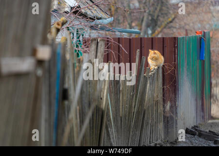 Lo zenzero cat sulla recinzione di legno in villaggio Foto Stock