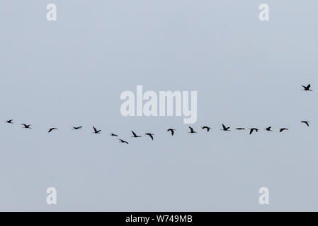 Gregge di Plegadis falcinellus uccelli. Gli uccelli migratori nel cielo Foto Stock