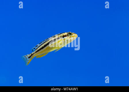 Auratus cichlid Melanochromis auratus golden mbuna pesci di acquario isolato Foto Stock