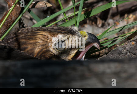 Una neonata Red-tailed Hawk (Buteo jamaicensis) da Jefferson county, Colorado, Stati Uniti d'America. Foto Stock