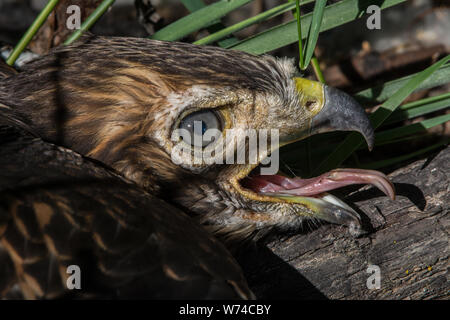 Una neonata Red-tailed Hawk (Buteo jamaicensis) da Jefferson county, Colorado, Stati Uniti d'America. Foto Stock