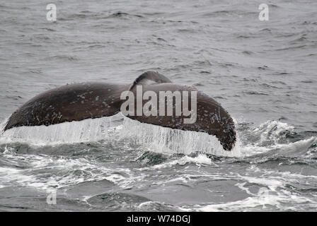 Le Balene con la Gobba nel sud-est dell Alaska bolla alimentazione rete Foto Stock