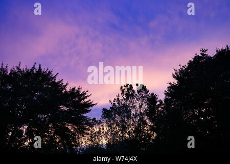 Sagome di grandi dimensioni di alberi contro la viola Cielo di tramonto. Stato del Michigan, Stati Uniti d'America Foto Stock