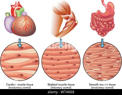 Illustrazione medica dei vari tipi di umana il tessuto muscolare Illustrazione Vettoriale