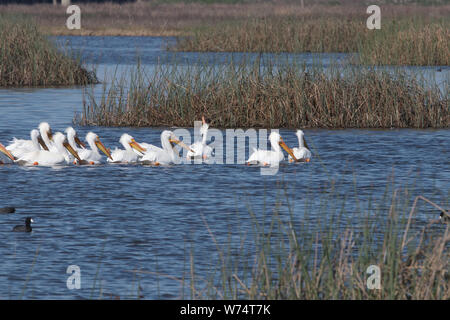 Gregge di pellicani in zone umide Foto Stock