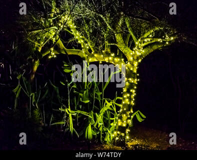 Desert Botanical Garden alberi luminosi Foto Stock