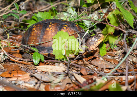 Sulla costa del golfo di tartaruga scatola - Terrapene carolina major - rovistando nella foresta Foto Stock