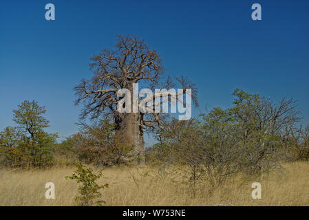 Baobab è il frutto dell'Africa " albero della vita ", Botswana, Africa. Foto Stock