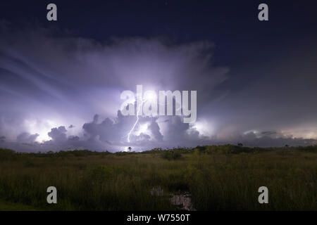 Un fulmine colpisce la terra durante una tempesta elettrica in Everglades National Park. Foto Stock