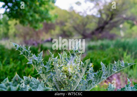 Vista ravvicinata della pianta verde con spine fiorente nella foresta su una giornata di sole Foto Stock