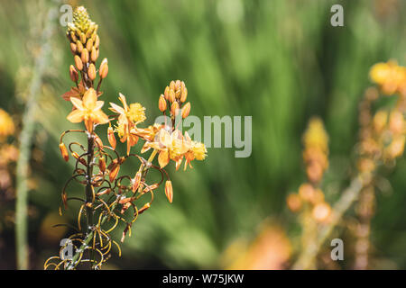 Narthecium fiori utilizzati per fini paesaggistici sulle strade di San Francisco Bay Area, California; Narthecium è un Eurasian e North American gen. Foto Stock