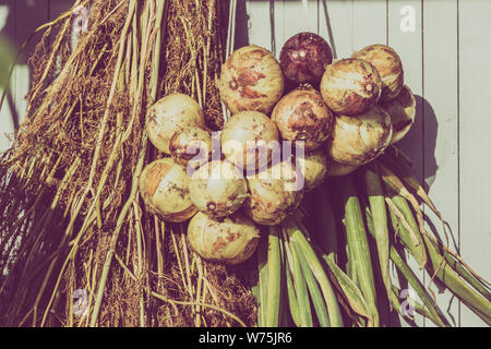 Appesi fasci di cipolla, essiccazione verdure raccolte in agricoltura biologica dagli agricoltori locali Foto Stock