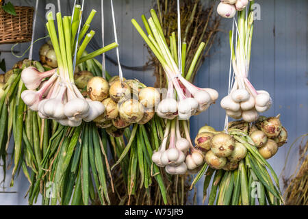 Appendere la treccia di aglio e cipolla fasci, essiccazione e spezie bio verdure raccolte in agricoltura biologica dagli agricoltori locali Foto Stock