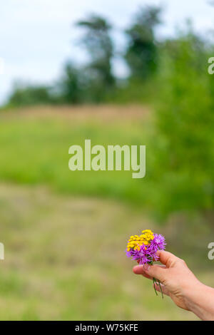 Bouquet di fiori selvatici in mano femminile sullo sfondo di un verde sfocata field.Vi è un posto per il testo. Foto Stock