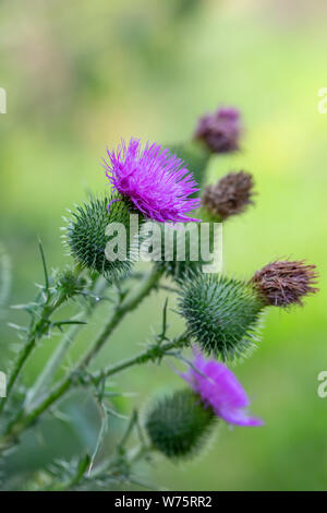 Flower musk thistle, Carduus nutans, conosciuto anche come thistle o annuire plumeless thistle) con bassa messa a fuoco e lo sfondo sfocato Foto Stock