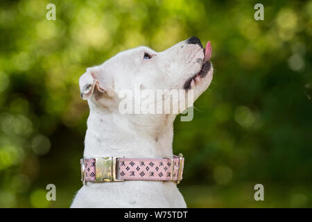 White Staffordshire Bull Terrier, ritratto di testa Foto Stock