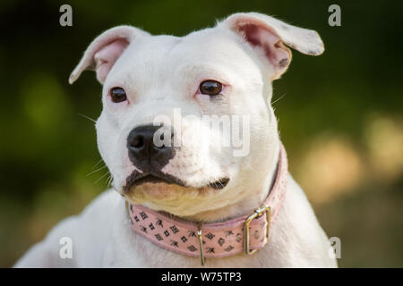 White Staffordshire Bull Terrier, ritratto di testa Foto Stock