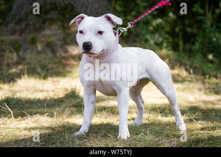 White Staffordshire Bull Terrier, in piedi Foto Stock