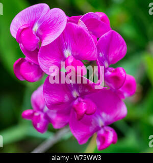 Una macro shot di alcuni pisello dolce e colore rosa fiorisce. Foto Stock