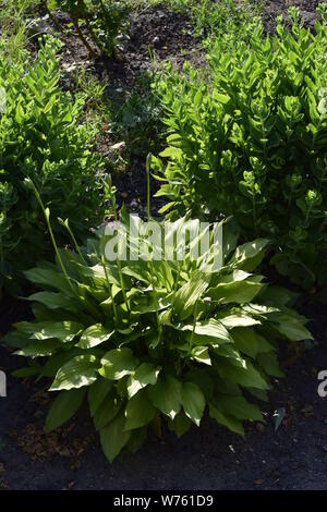 Green Hosta nel giardino estivo. Piante ornamentali Khosta (Funkiya) verde hosta (Hosta plantaginea) Foto Stock