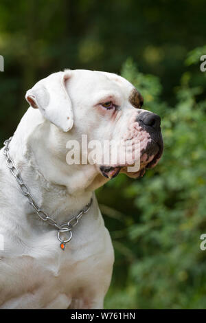 Bulldog americano, ritratto di testa Foto Stock