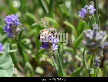 Il miele delle api su una lavanda e raccolta di polen. Flying honeybee. Uno bee battenti durante la giornata del sole. Un insetto. Campo di lavanda con bella luce solare. Foto Stock