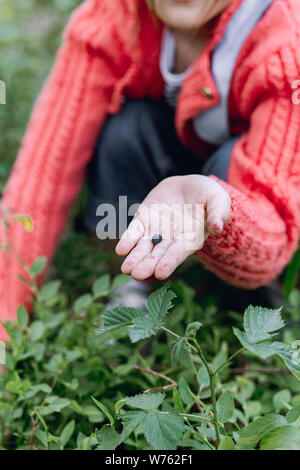 Il mirtillo bacche nei bambini di palme. Un bambino raccoglie i mirtilli. Il bambino sceglie i mirtilli nella foresta e li mette nelle loro mani.Il bambino ha Foto Stock