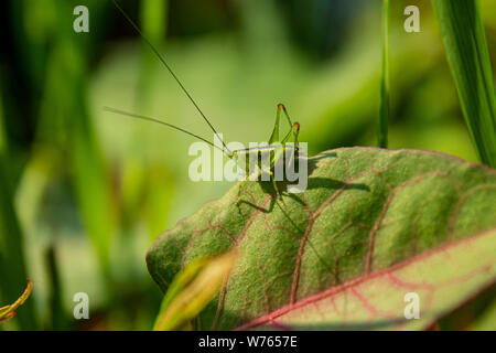 Grasshopper sulla vegetazione Foto Stock