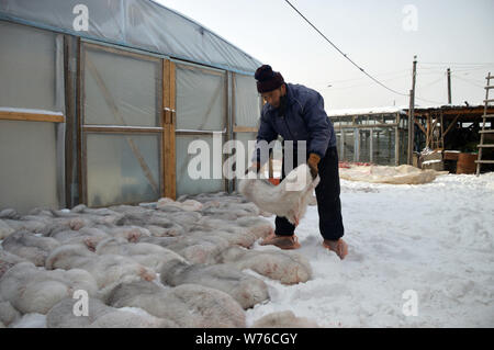 Un agricoltore mette Arctic Fox fur sul terreno in una fattoria in città Jinhe, Genhe città di Hulunbuir nel nord della Cina di province interne, 29 novembre 2017 Foto Stock