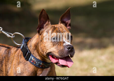 Ritratto di testa di un brindle Staffordshire Bull Terrier Foto Stock