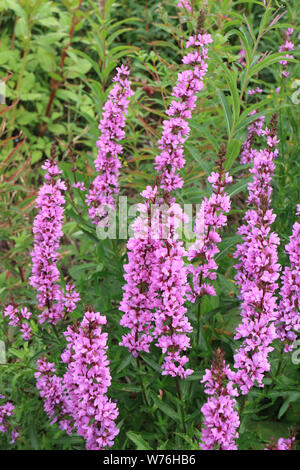 Lythrum salicaria fioritura di fiori selvaggi vicino fino Foto Stock