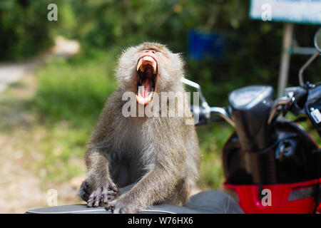 Scimmia aggressiva seduto su una moto Ko Chang island - Thailandia. Foto Stock