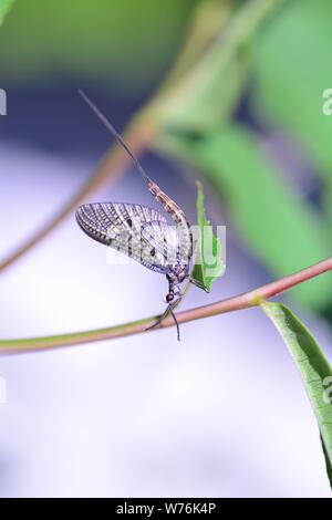Una Mayfly ( Efemerotteri ) in uno stabilimento nella natura verde con spazio di copia Foto Stock