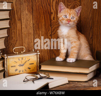 Il gatto si alza al libro aperto con i bicchieri Foto Stock