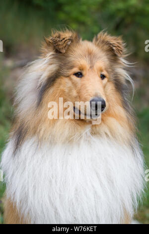 Ritratto di testa di un Collie Foto Stock