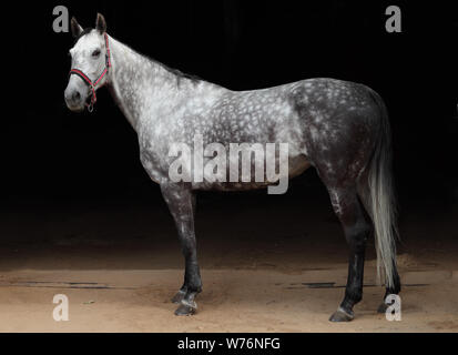 Puro Cavallo Spagnolo o PRE, ritratto contro uno sfondo scuro Foto Stock